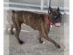 Boxer DOG FOR ADOPTION RGADN-1091756 - Dave - Boxer Dog For Adoption