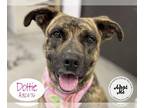 American Pit Bull Terrier DOG FOR ADOPTION RGADN-1091952 - DOTTIE - Pit Bull