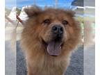 Chow Chow DOG FOR ADOPTION RGADN-1091977 - Paca - Chow Chow (long coat) Dog For