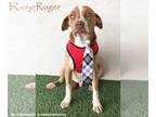 American Staffordshire Terrier Mix DOG FOR ADOPTION RGADN-1092089 - Roger -