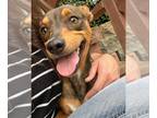 Dachshund Mix DOG FOR ADOPTION RGADN-1092107 - Kourtney - Dachshund / Terrier /