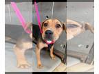 American Pit Bull Terrier Mix DOG FOR ADOPTION RGADN-1092150 - Cactus Jack - Pit