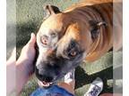 Boxer DOG FOR ADOPTION RGADN-1092250 - Nirvana - Boxer / Shepherd Dog For