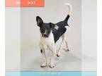 Rat Terrier Mix DOG FOR ADOPTION RGADN-1092328 - Bolt - Rat Terrier / Mixed Dog