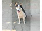 Mix DOG FOR ADOPTION RGADN-1092392 - Kiara & Taladro - Husky (medium coat) Dog