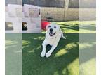 Labrenees DOG FOR ADOPTION RGADN-1092495 - Kady - Labrador Retriever / Great