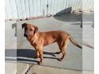 Redbone Coonhound Mix DOG FOR ADOPTION RGADN-1092528 - Pixie - - Redbone