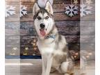 Mix DOG FOR ADOPTION RGADN-1092696 - PETER - Husky (medium coat) Dog For