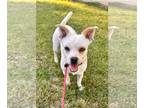 Jack Russell Terrier Mix DOG FOR ADOPTION RGADN-1092702 - Thelma & Louise -