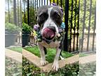 American Pit Bull Terrier Mix DOG FOR ADOPTION RGADN-1092714 - Trixie - American