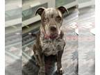 American Pit Bull Terrier-Catahoula Leopard Dog Mix DOG FOR ADOPTION