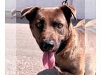 Chow Chow-Siberian Husky Mix DOG FOR ADOPTION RGADN-1092754 - Sable - Adopt Me -