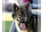 Siberian Husky Mix DOG FOR ADOPTION RGADN-1092790 - CHARLIE - Siberian Husky /