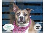 American Pit Bull Terrier Mix DOG FOR ADOPTION RGADN-1092836 - CLAIRE - Pit Bull
