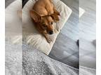 Dorgi DOG FOR ADOPTION RGADN-1092941 - DRUT UTAH Sweet Pea - Dachshund / Corgi /
