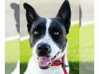 American Pit Bull Terrier Mix DOG FOR ADOPTION RGADN-1093165 - Dahlia - Foster