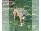 American Pit Bull Terrier-Dachshund Mix DOG FOR ADOPTION RGADN-1093297 - Harold