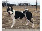 Bull Terrier Mix DOG FOR ADOPTION RGADN-1089389 - Max and Chyna - Bull Terrier /