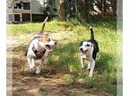 American Staffordshire Terrier Mix DOG FOR ADOPTION RGADN-1090485 - Hope &
