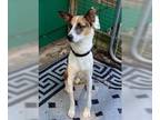 Australian Shepherd-Beagle Mix DOG FOR ADOPTION RGADN-1088577 - Toby - Beagle /