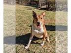 Collie Mix DOG FOR ADOPTION RGADN-1088847 - Madge - Shepherd / Collie / Mixed