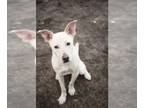 Labrador Retriever Mix DOG FOR ADOPTION RGADN-1090159 - Griffin fka ETHAN -