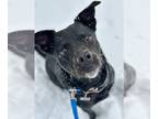 Labrador Retriever-Staffordshire Bull Terrier Mix DOG FOR ADOPTION RGADN-1090822