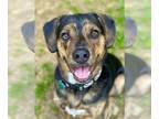 Plott Hound Mix DOG FOR ADOPTION RGADN-1091849 - Andy (Scratch) - Plott Hound /