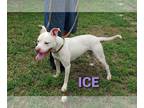 American Pit Bull Terrier DOG FOR ADOPTION RGADN-1089315 - Ice - Pit Bull