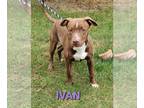 American Pit Bull Terrier Mix DOG FOR ADOPTION RGADN-1089500 - Ivan - Pit Bull
