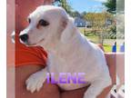 Cavachon DOG FOR ADOPTION RGADN-1090426 - Ilene - Cavalier King Charles Spaniel