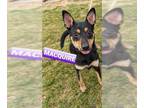 Rat Terrier Mix DOG FOR ADOPTION RGADN-1093332 - Macquire - Rat Terrier / Mixed
