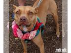 American Pit Bull Terrier Mix DOG FOR ADOPTION RGADN-1088785 - Noel - Pit Bull