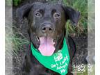 Labrador Retriever DOG FOR ADOPTION RGADN-1089045 - Mikey - Labrador Retriever /