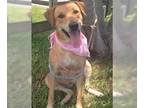 Labrador Retriever Mix DOG FOR ADOPTION RGADN-1087358 - Cecilia - Labrador