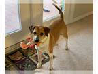 Beagle Mix DOG FOR ADOPTION RGADN-1087436 - Duke aka Beasley *FH - Beagle /