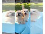 Shih Tzu DOG FOR ADOPTION RGADN-1087447 - Marlo & Iggy - Shih Tzu Dog For