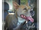 American Staffordshire Terrier Mix DOG FOR ADOPTION RGADN-1087483 - Nyla -