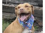 American Staffordshire Terrier Mix DOG FOR ADOPTION RGADN-1087836 - Amora -