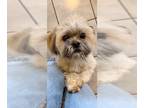 Shih Tzu DOG FOR ADOPTION RGADN-1087901 - Geoffrey David - Shih Tzu Dog For