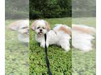 Shih Tzu DOG FOR ADOPTION RGADN-1088044 - Cobe - Shih Tzu Dog For Adoption