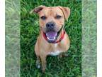 Boxer Mix DOG FOR ADOPTION RGADN-1088151 - Scooby - Boxer / Mixed (short coat)