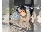 Beagle DOG FOR ADOPTION RGADN-1088186 - HC Hazel - Beagle Dog For Adoption