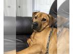 Chinese Shar-Pei-Labrador Retriever Mix DOG FOR ADOPTION RGADN-1088210 - Chester
