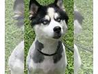 Siberian Husky DOG FOR ADOPTION RGADN-1088411 - Kato - Siberian Husky (long