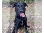 Retriever Mix DOG FOR ADOPTION RGADN-1088584 - Charm - Retriever / Mixed Dog For