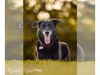 Labrador Retriever Mix DOG FOR ADOPTION RGADN-1088649 - Ursa - Shepherd /
