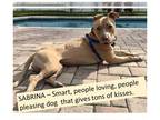 Labrador Retriever Mix DOG FOR ADOPTION RGADN-1088733 - Sabrina - Labrador