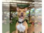 American Pit Bull Terrier Mix DOG FOR ADOPTION RGADN-1088795 - Faith - American