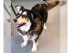 Huskies Mix DOG FOR ADOPTION RGADN-1088900 - Shiba - Husky / Mixed Dog For